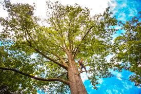 Best Tree Risk Assessment  in Vilonia, AR