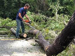 Best Arborist Consultation Services  in Vilonia, AR