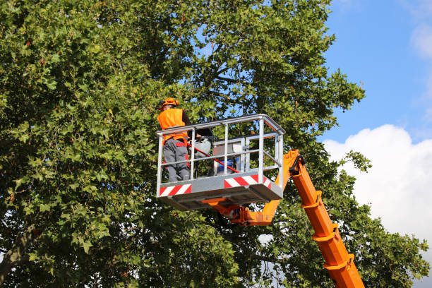  Vilonia, AR Tree Services Pros